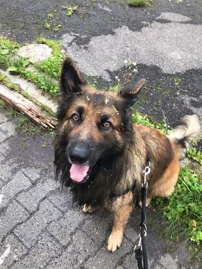 Fotochallange nr. 106
Der geschmückte Hund.-Beitrag-Bild