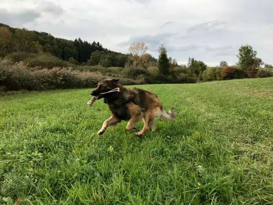 Fotochallenge 66 ~ Rennaction -Zeig deinen Hund im Lauf-Beitrag-Bild