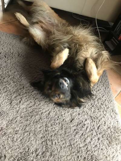 Bild wo euer Hund quatsch macht-Beitrag-Bild