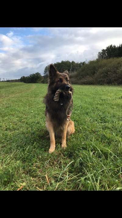 Zeigt mir eure Schäferhund Mischlinge :-)-Beitrag-Bild