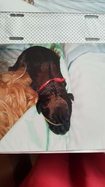 Das erste Bild eures Hundes-Beitrag-Bild