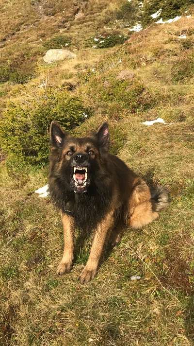 Fotochallenge NR. 123     -Karneval der Tiere--Beitrag-Bild