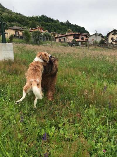 FOTO CHALLENGE 77 - Dein Hund im Spiel-Beitrag-Bild