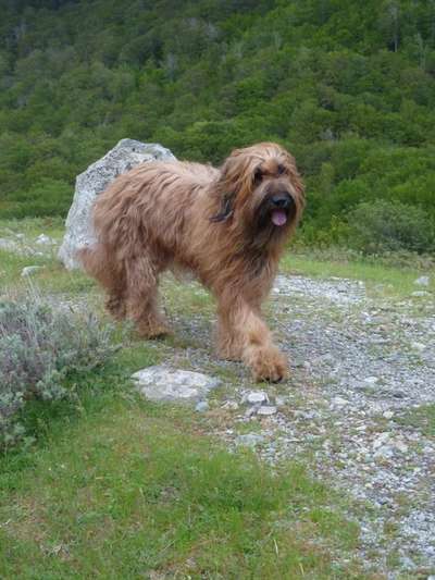 Fotochallenge Nr. 104 : Hommage an deinen ersten Hund-Beitrag-Bild