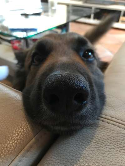 Zeigt mir die tollste Nahaufnahme von eurer Fellnase-Beitrag-Bild