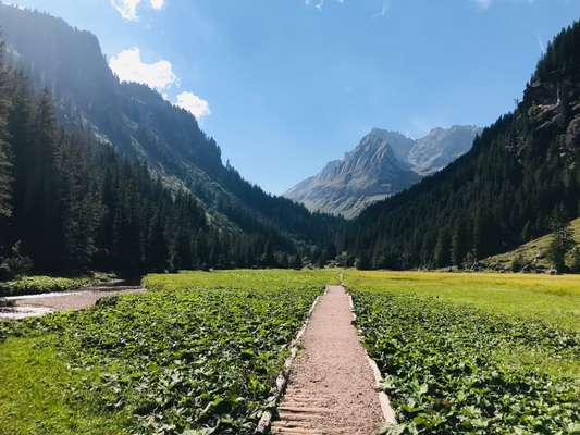 Die wunderschöne Welt mit Hund.-Beitrag-Bild