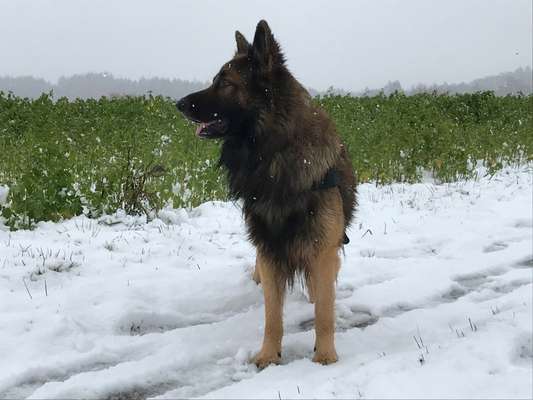 Deutsche Schäferhunde, Belgische Schäferhunde.-Beitrag-Bild