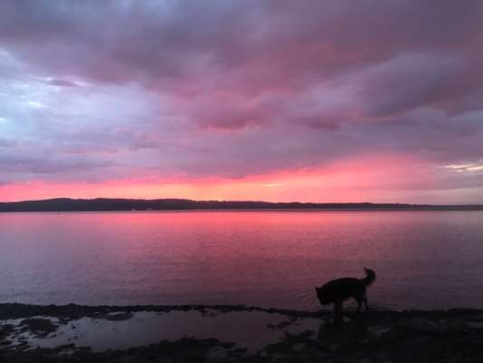 Die wunderschöne Welt mit Hund.-Beitrag-Bild