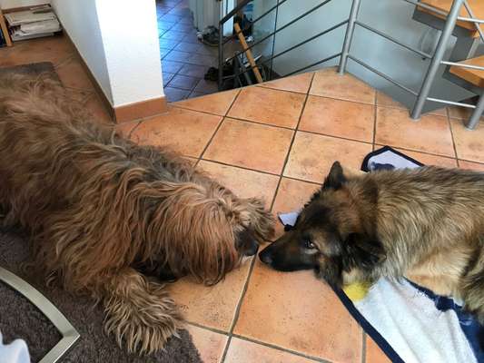 FOTOCHALLENGE 68: Dein Hund und sein bester Freund-Beitrag-Bild