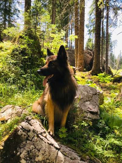 Wie seit ihr zu euerem ersten Hund gekommen?-Beitrag-Bild