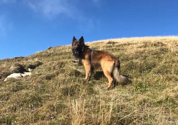 Hunderunde-Beitrag-Bild