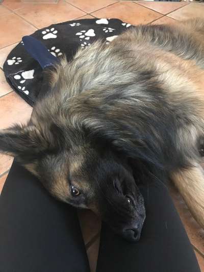 98.Fotochallange  - Hunde zeigen Zuneigung-Beitrag-Bild