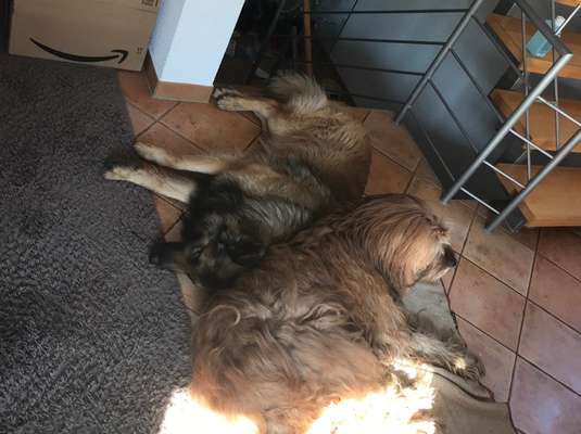 98.Fotochallange  - Hunde zeigen Zuneigung-Beitrag-Bild