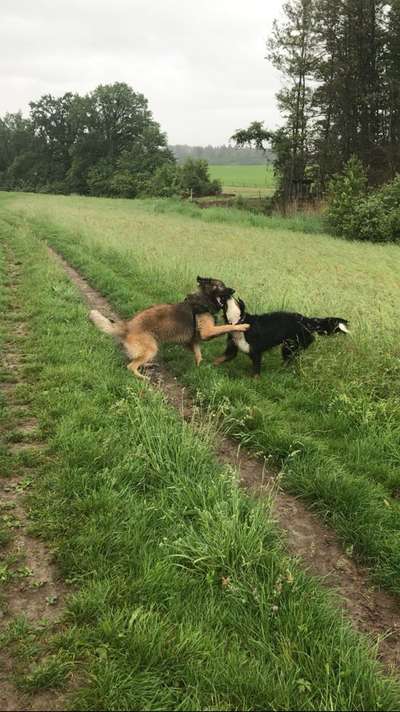 FOTO CHALLENGE 77 - Dein Hund im Spiel-Beitrag-Bild