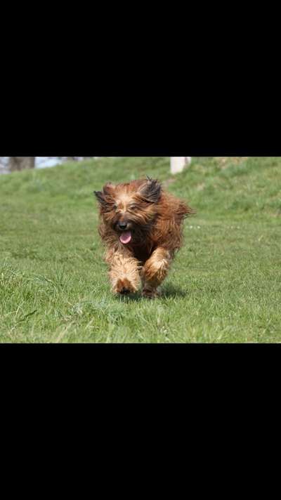 Unsere Fellnasen im Regenbogenland-Beitrag-Bild