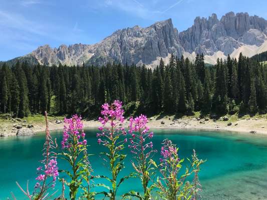 Die wunderschöne Welt mit Hund.-Beitrag-Bild