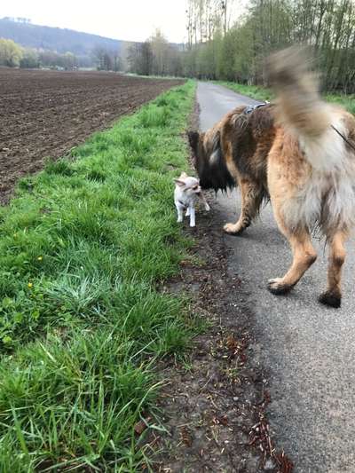 Dogorama Photo Challenge - Gegensätze-Beitrag-Bild