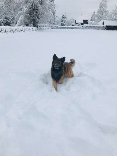 Foto Challenge Nr.: 114
Hunde im Schnee-Beitrag-Bild