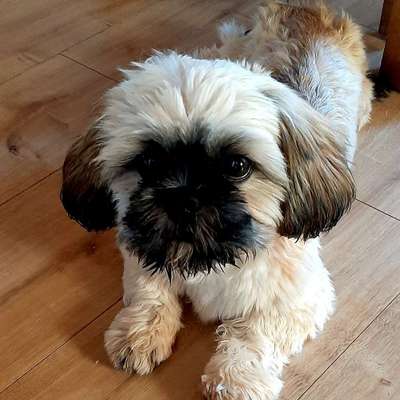 Hundetreffen-Gassirunde