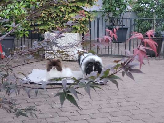 Hundetreffen-Suche Hunde für Gassi gehen in Dreieich Sprendlingen mit meine zwei Damen-Bild