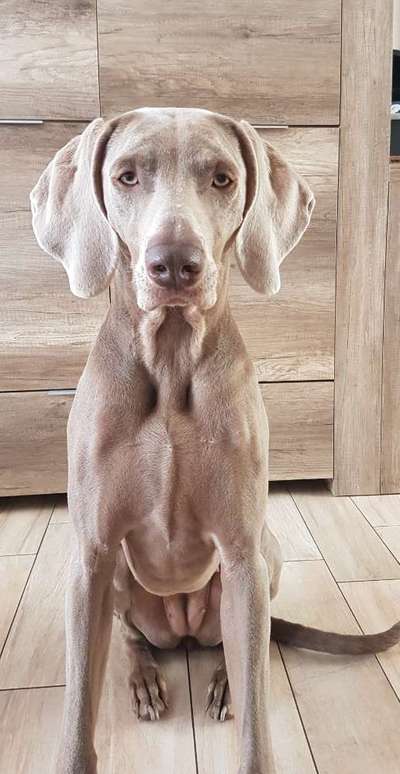 Weimaraner-Beitrag-Bild