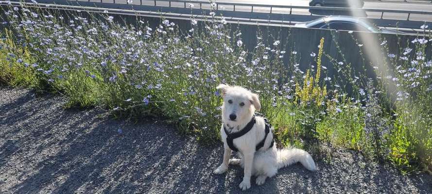 Leptospirose Erfahrungen?-Beitrag-Bild