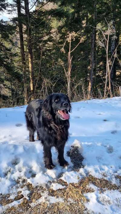 Hovawart-Beitrag-Bild