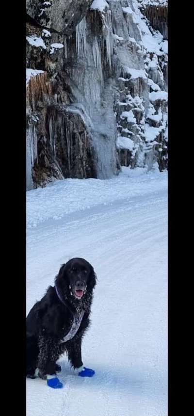 Mischlinge raten - Rätselspaß-Beitrag-Bild