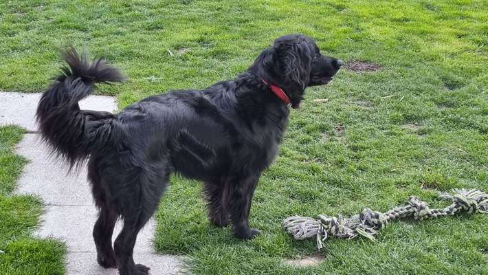 Mischlinge raten - Rätselspaß-Beitrag-Bild