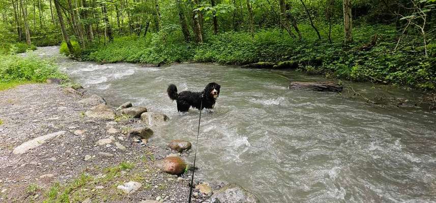 Berner Sennen-Beitrag-Bild