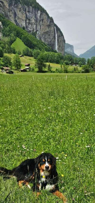 Berner Sennen-Beitrag-Bild