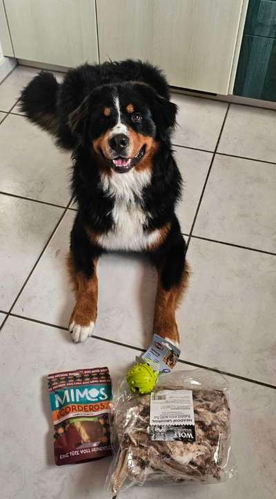 Berner Sennen-Beitrag-Bild