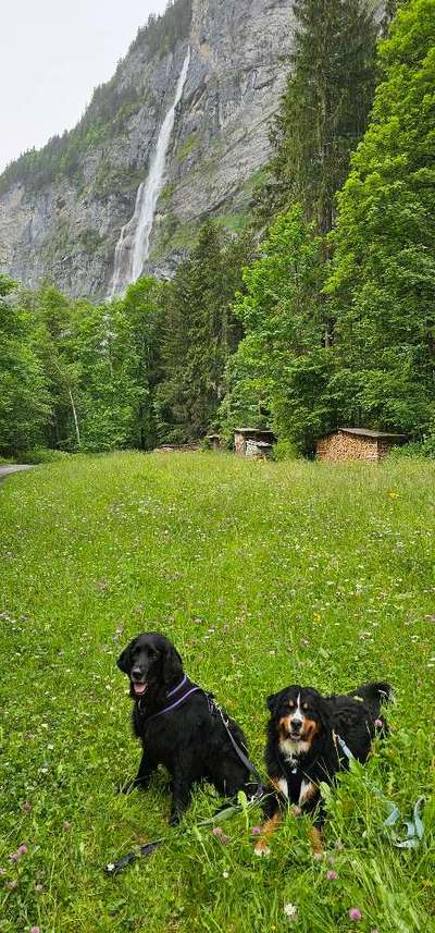 Berner Sennen-Beitrag-Bild