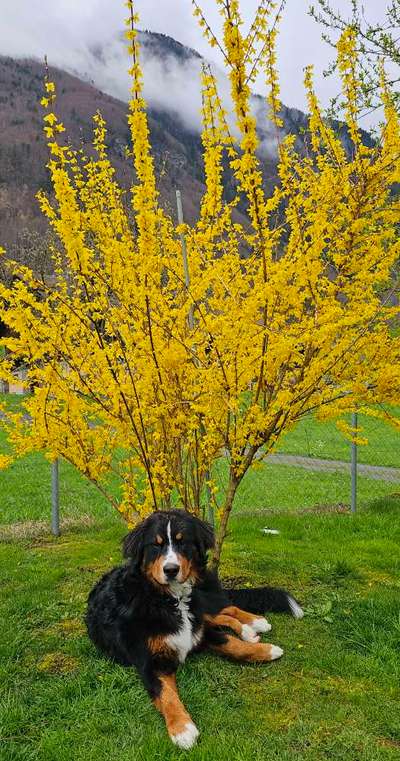 Berner Sennen-Beitrag-Bild