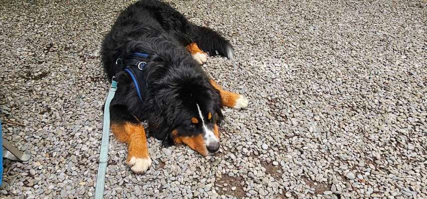 Berner Sennen-Beitrag-Bild