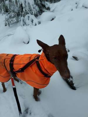 Strassenhunde-Beitrag-Bild