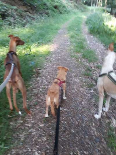 Tierschutz - Auslandstierschutz oder örtliches Tierheim?-Beitrag-Bild