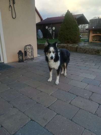 Australian Shepherd Mix-Beitrag-Bild