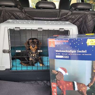 Hundetreffen-Junge Dackelline geb 06/25 sucht Spielpartner-Bild