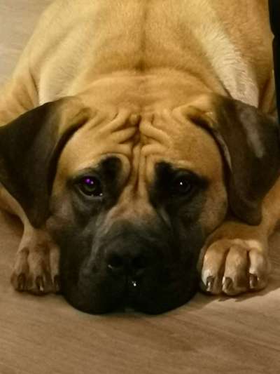 Dogorama Photo Challenge - Hundeblick zum hinschmelzen-Beitrag-Bild