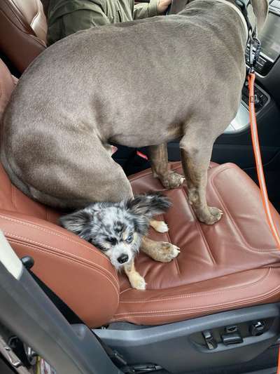 Hier ist der Spaßthread. Zum Schmunzeln und Kaputtlachen-Beitrag-Bild