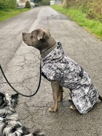 Hundekleidung - Top oder Flop-Beitrag-Bild