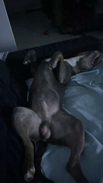 Zeigt mir die lustigsten Schlafpositionen eurer Fellnasen-Beitrag-Bild