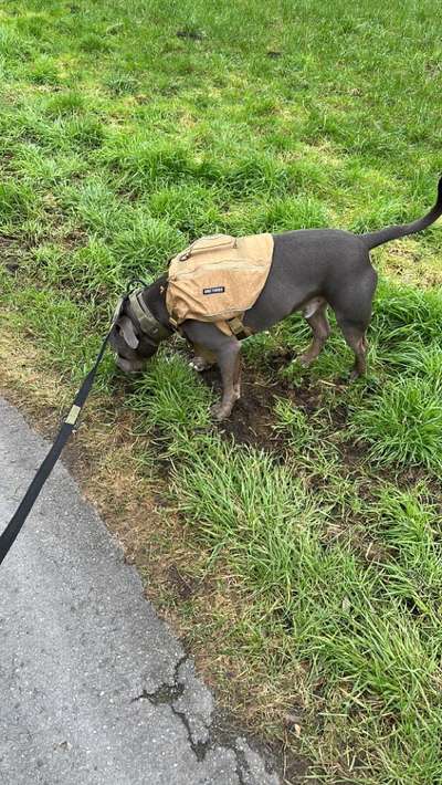 Gewichtsweste / Rucksack für Hunde-Beitrag-Bild