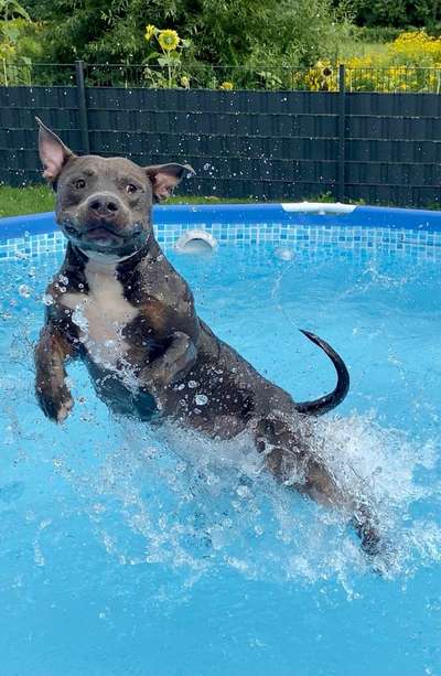 Staff's, Pitties, Bully's - egal ob reinrassig oder nicht. Zeigt eure Schönheiten 🐾-Beitrag-Bild