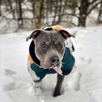 Die Dogorama Kalender Challenge Teil 2/4-Beitrag-Bild