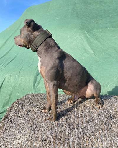 Freunde von 'Kampfhunden'-Beitrag-Bild