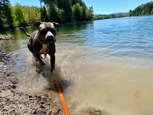 Hundestrände in NRW-Beitrag-Bild