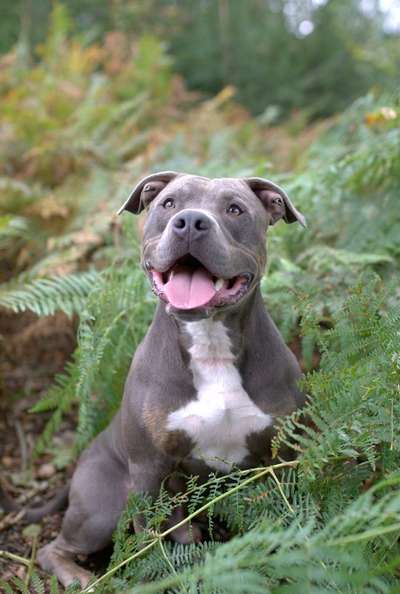 American Stafford Besitzer-Beitrag-Bild