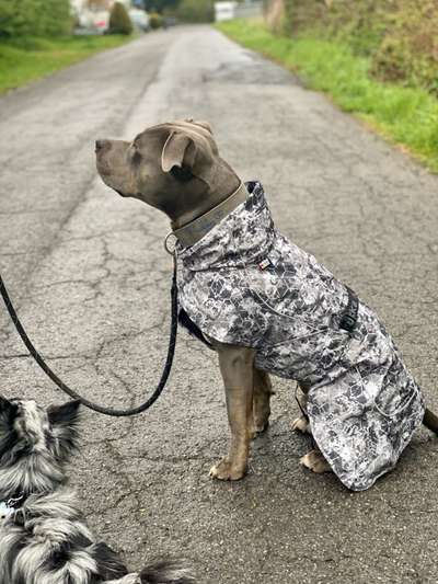 Hundemantel-Beitrag-Bild